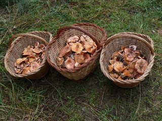Cesta de Lactarius deliciosus