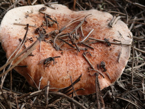 Lactarius deliciosus