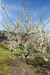 Kirschbaumblüte