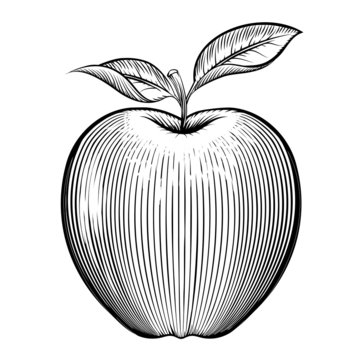 Vector engraving apple