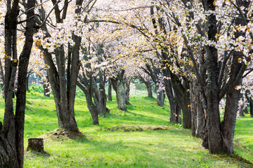 サクラのトンネル