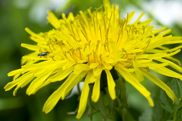 Dandelion flower