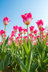 Colorful tulips, tulips in spring.