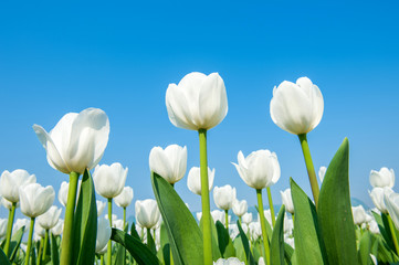 Obraz na płótnie Canvas Colorful tulips, tulips in spring.