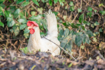 Broody, free range, leghorn chicken
