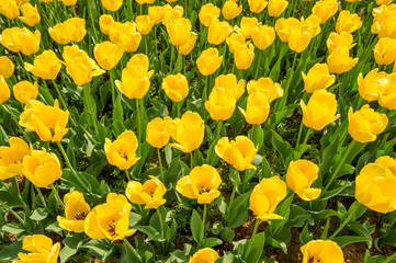 Colorful tulips, tulips in spring.