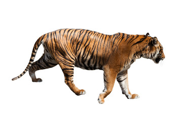 Obraz premium tiger