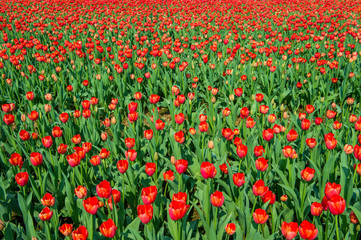 Colorful tulips, tulips in spring.