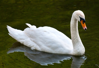 Mute Swan