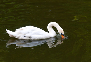 Mute Swan