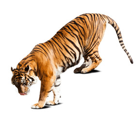 tiger © JackF