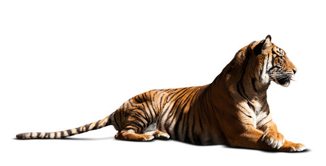 lying adult tiger. Isolated  over white