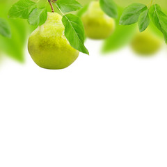 Pear fruit