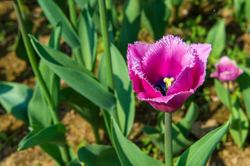 Fototapeta premium Colorful tulips, tulips in spring.
