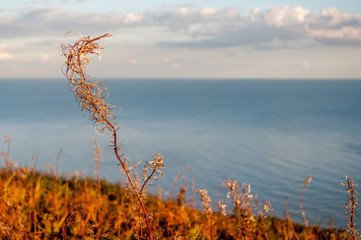 Fireweed seed head on coastal path
