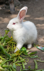 White rabbit eating morning glory