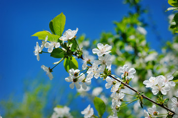Beautiful blooming spring garden on a background of blue sky