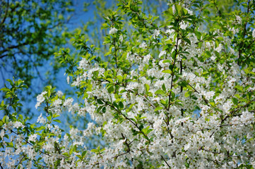 Beautiful blooming spring garden on a background of blue sky