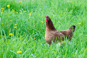 Hen outside in the meadow