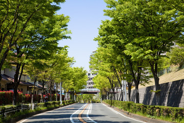 横浜の山の手住宅街新緑