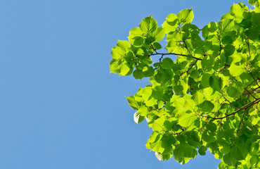 Green leaves