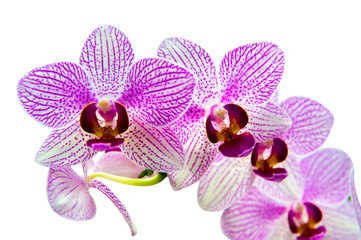 Fototapeta na wymiar Beautiful orchid.