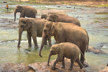 Herd of wild elephants on river at Pinnawala, Sri Lanka