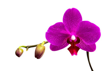 orchid