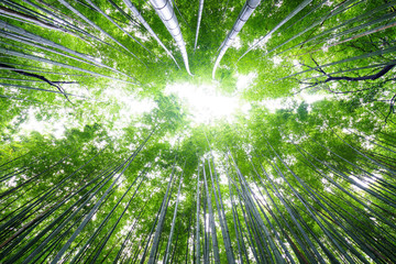 Fototapeta na wymiar Bamboo forest on bright sky, Arashiyama, Kyoto, Japan.