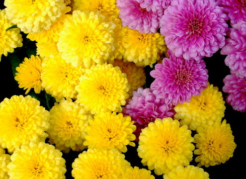 洋ギク の画像 10 件の Stock 写真 ベクターおよびビデオ Adobe Stock 洋ギク の画像 10 件の Stock 写真 ベクターおよびビデオ Adobe Stock