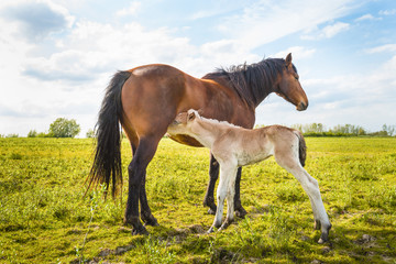 Newborn foal sucks milk from her mother