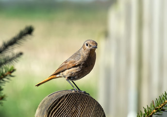 Hausrotschwanz, phoenicurus ochruros