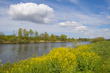 Wild flowers along a sunny canal in spring