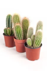 Photo sur Aluminium Cactus en pot trois succulentes