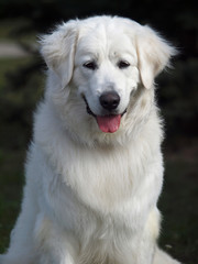 Portrait of  slovakian chuvach dog on natural dark background