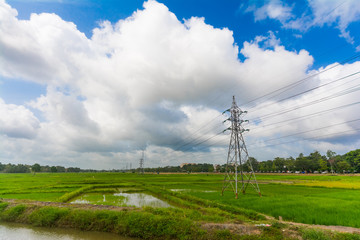 Power Towers on green paddy fields in Sri Lanka