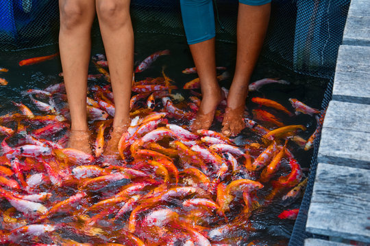 Girls having thilapia fish massage in Maadu river Sri lanka