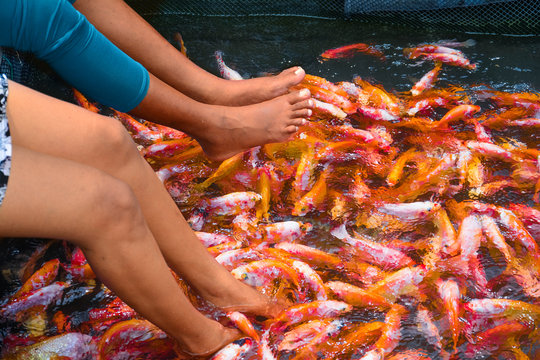 Girls having thilapia fish massage in Maadu river Sri lanka