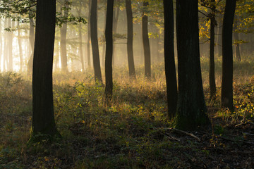 Schöne Morgenszene im Wald mit Sonnenstrahlen