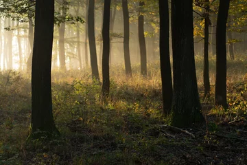 Zelfklevend Fotobehang Mooie ochtendscène in het bos met zonnestralen © Laszlo