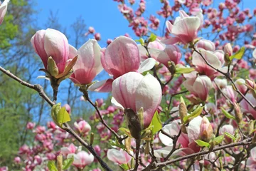 Store enrouleur occultant sans perçage Magnolia magnolia