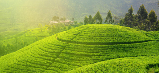 Tea estates in Sri Lanka