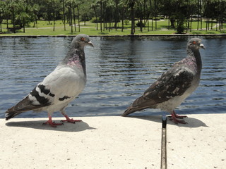 Pigeons in the city