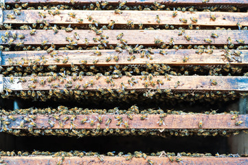 honeycomb by human made on wood