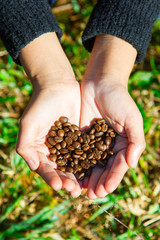 coffee beans on agriculturist hand