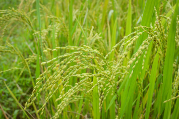 paddy rice field