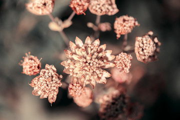 Naklejka premium Wild plant flower close up on dark
