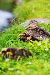 Family of ducks on grass