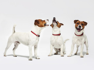 Wesołe psy na białym tle Jack Russell terrier - obrazy, fototapety, plakaty