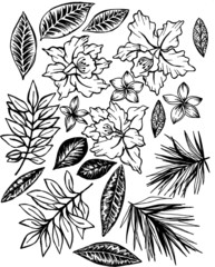 contour drawing of tropical flowers and leaves. 